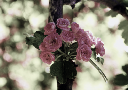 fleur-rose4.png